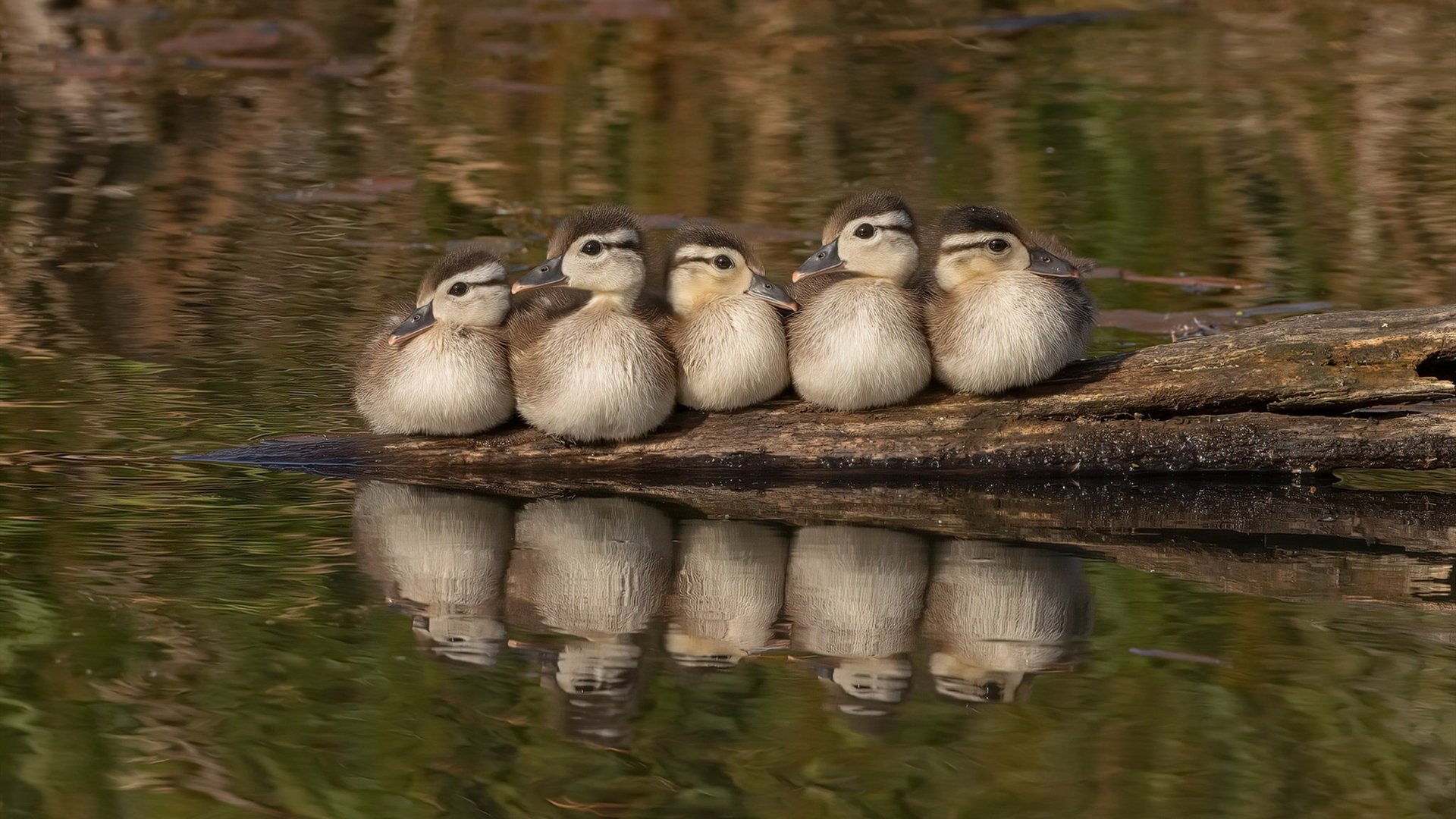 CBA联盟推进裁判员透明考核制度，cba裁判全明星
