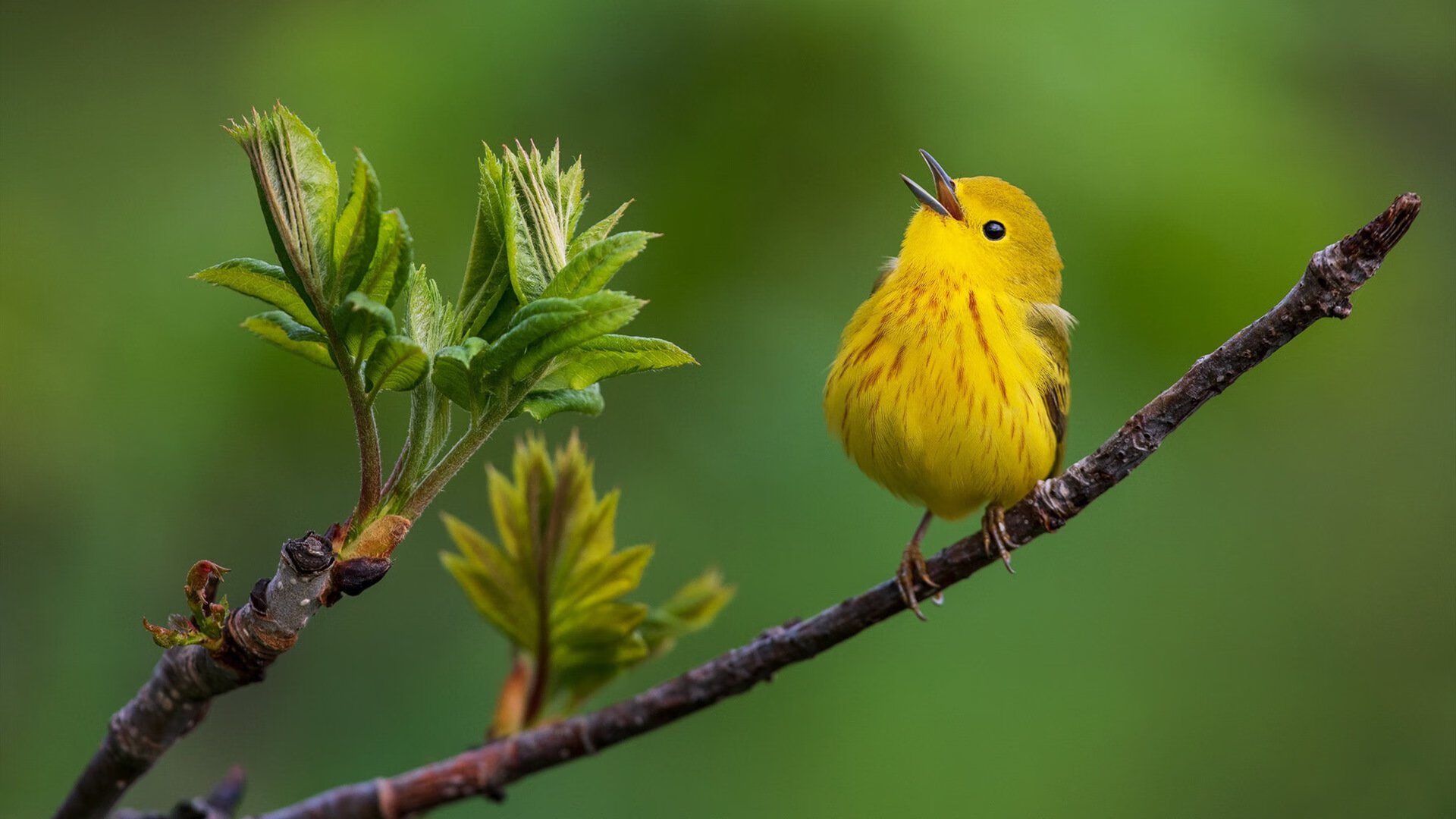 “游泳项目聚焦!2025世界游泳锦标赛,谁将创造新纪录?”