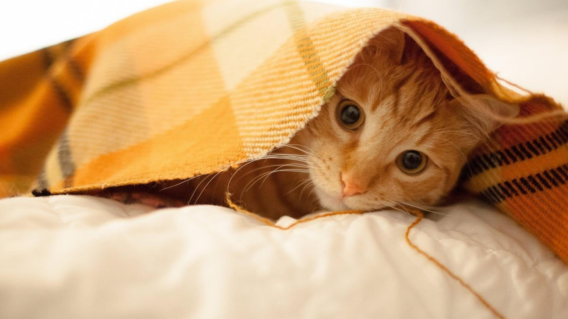 中国男篮以科学训练备战未来重点赛事，中国男篮面临一个可怕的对手