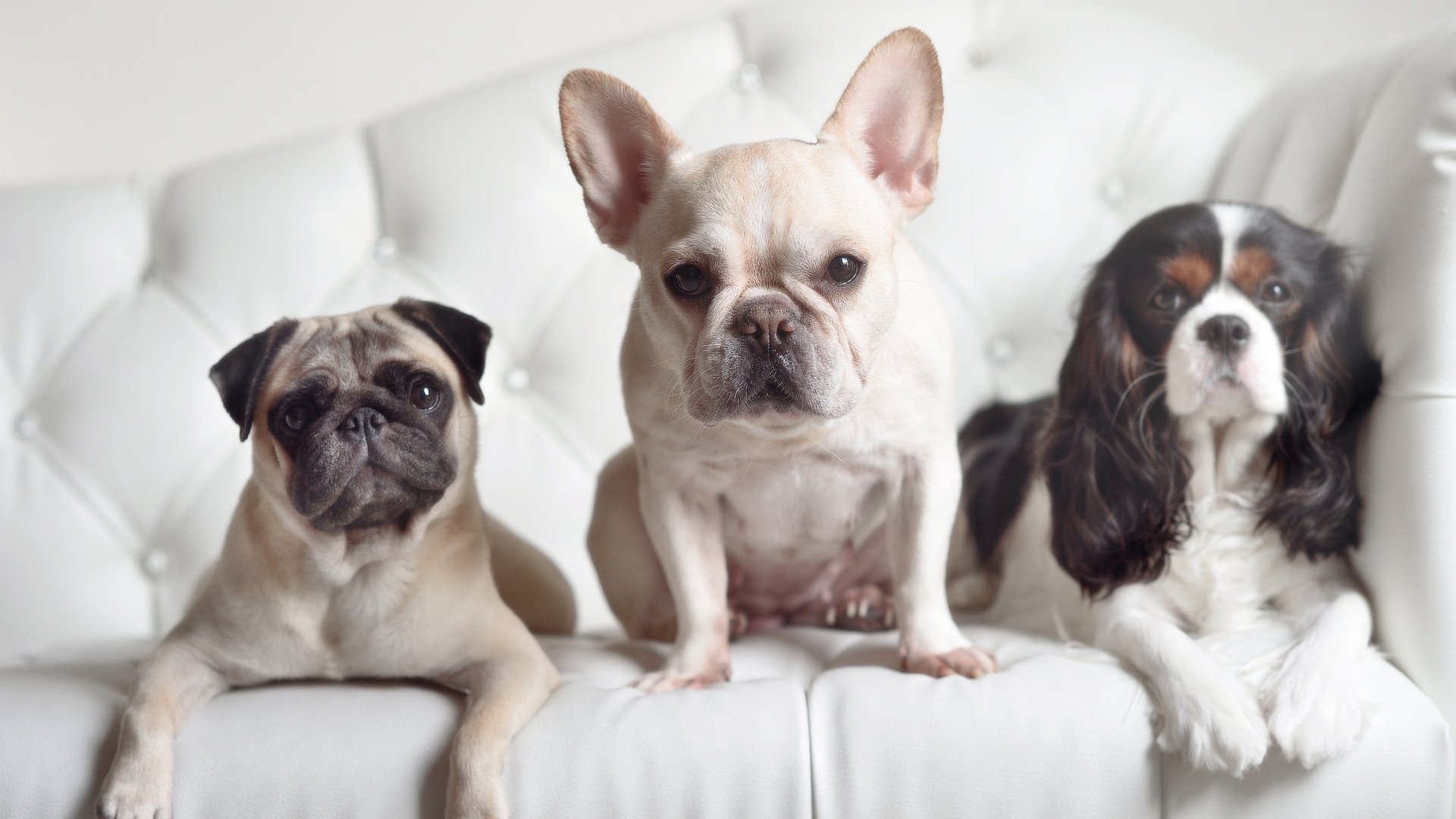 中国跳水新秀首次亮相国际赛场表现不俗，中国跳水队新秀