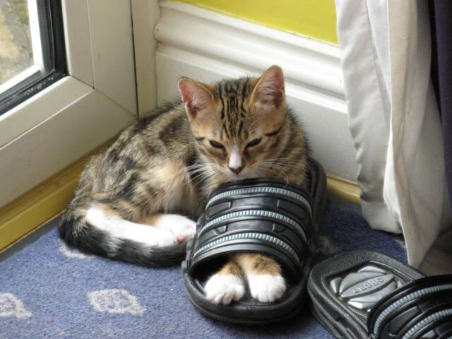 中小学体育课质量评估结果公布，中小学体育课评课标准