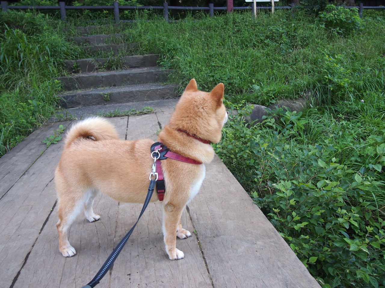 乐鱼体育平台官网-全国跳水精英赛小将频出佳绩，2021全国跳水锦标赛视频