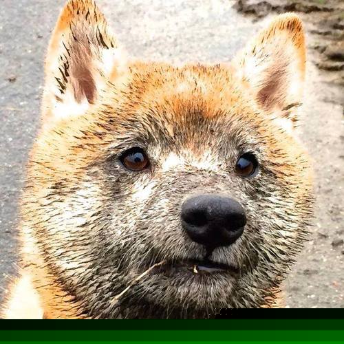 慢节奏控场战术是否适合双核结构的球队，慢节奏定义