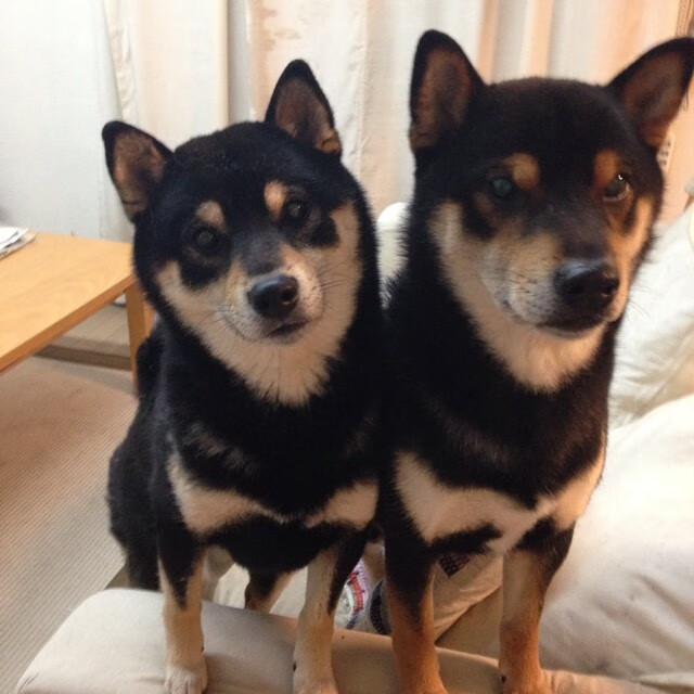 混合泳接力对比：美队交接最流畅，混合泳混合接力