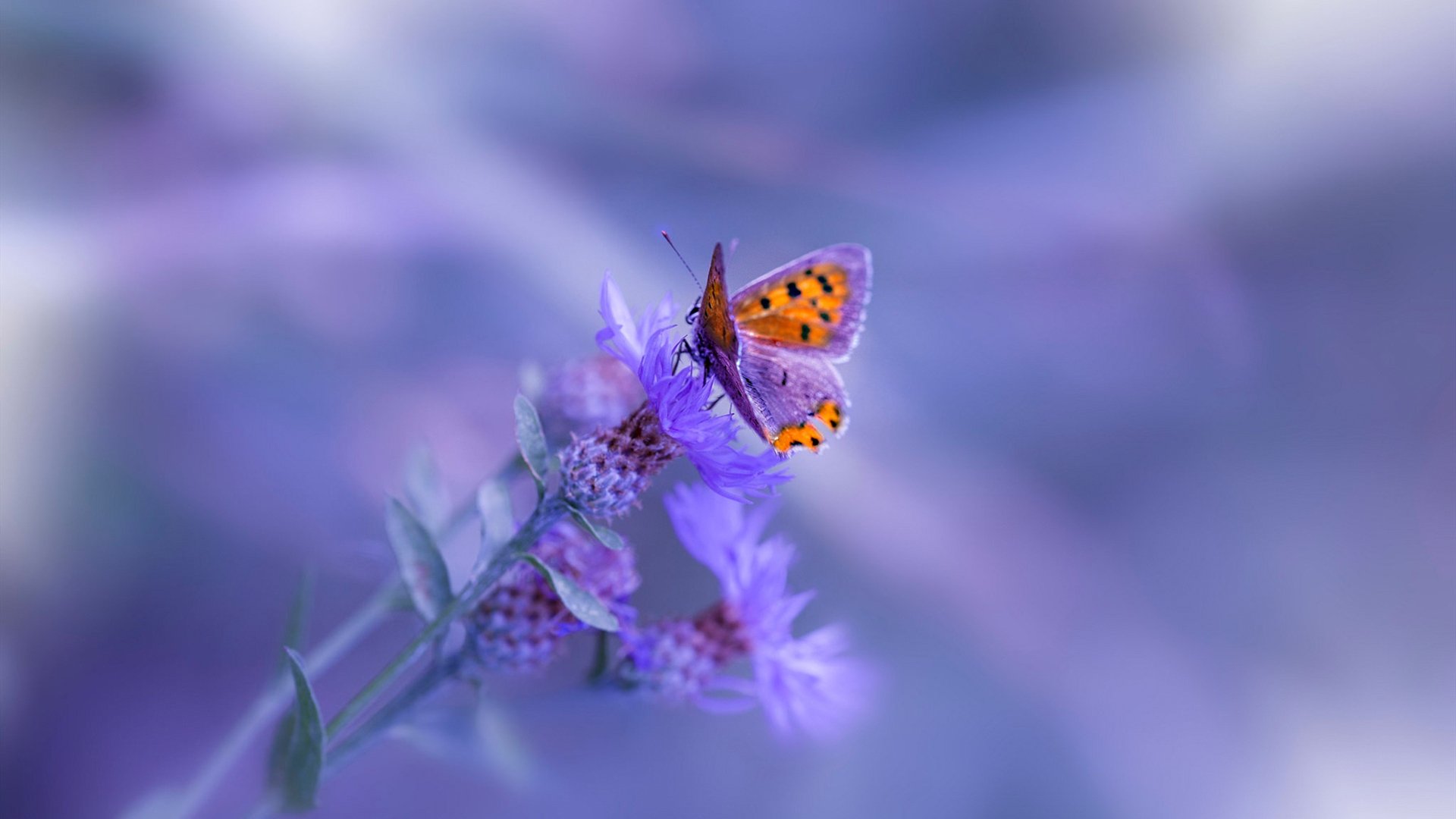 乐鱼体育app下载地址-C罗亲吻国旗庆祝晋级决赛，c罗情侣