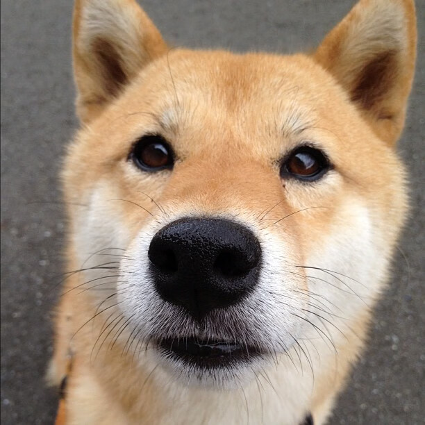 “帕布罗·马特拉:美洲狮队的防守标杆,未来发展不可限量”