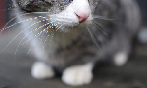 “马科斯·莫奇的全能技术与战术适应，推动阿根廷美洲狮队迈向顶级之路”