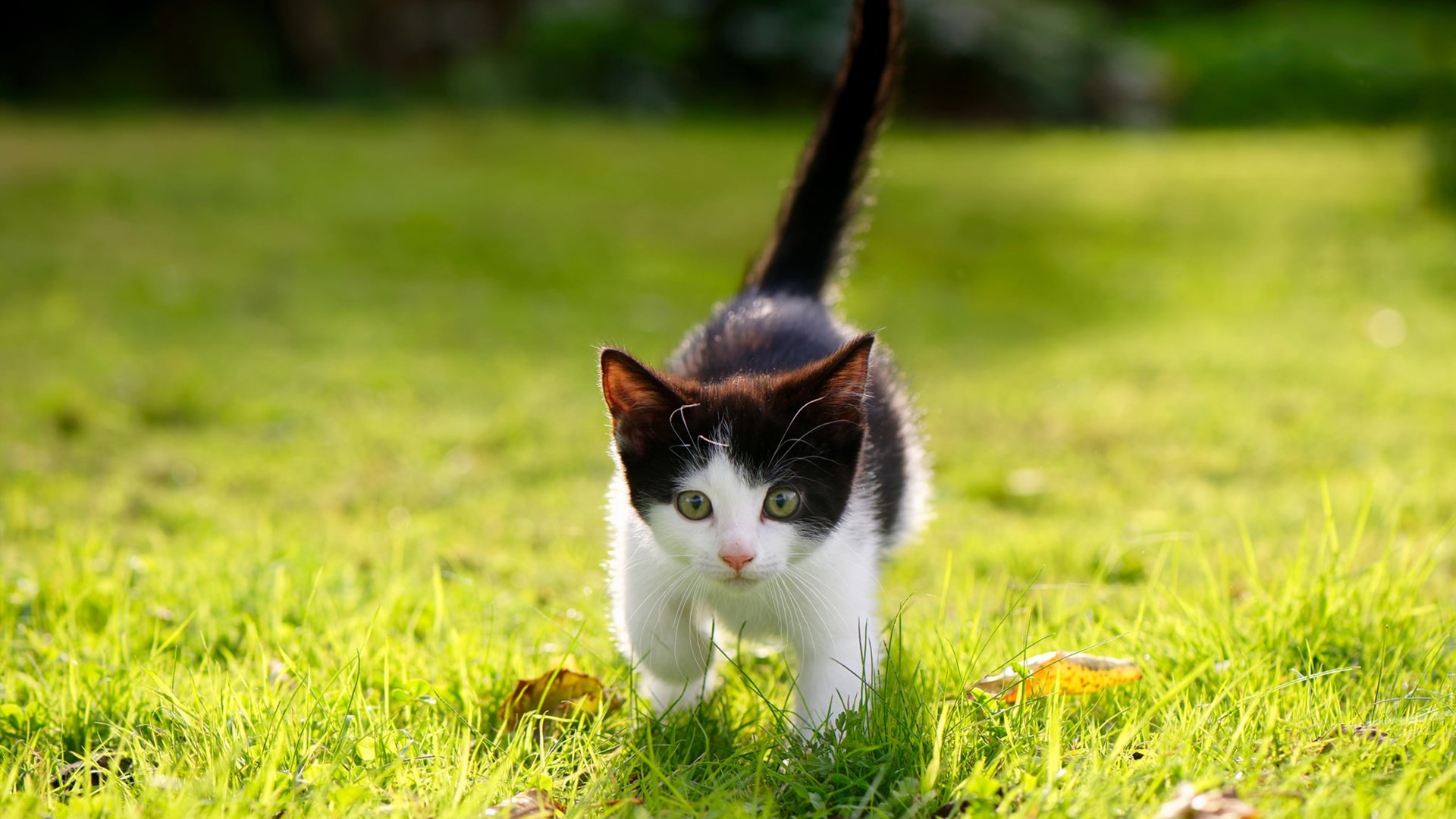 乐鱼体育网址-以色列女篮在欧洲女篮锦标赛中格外引人关注