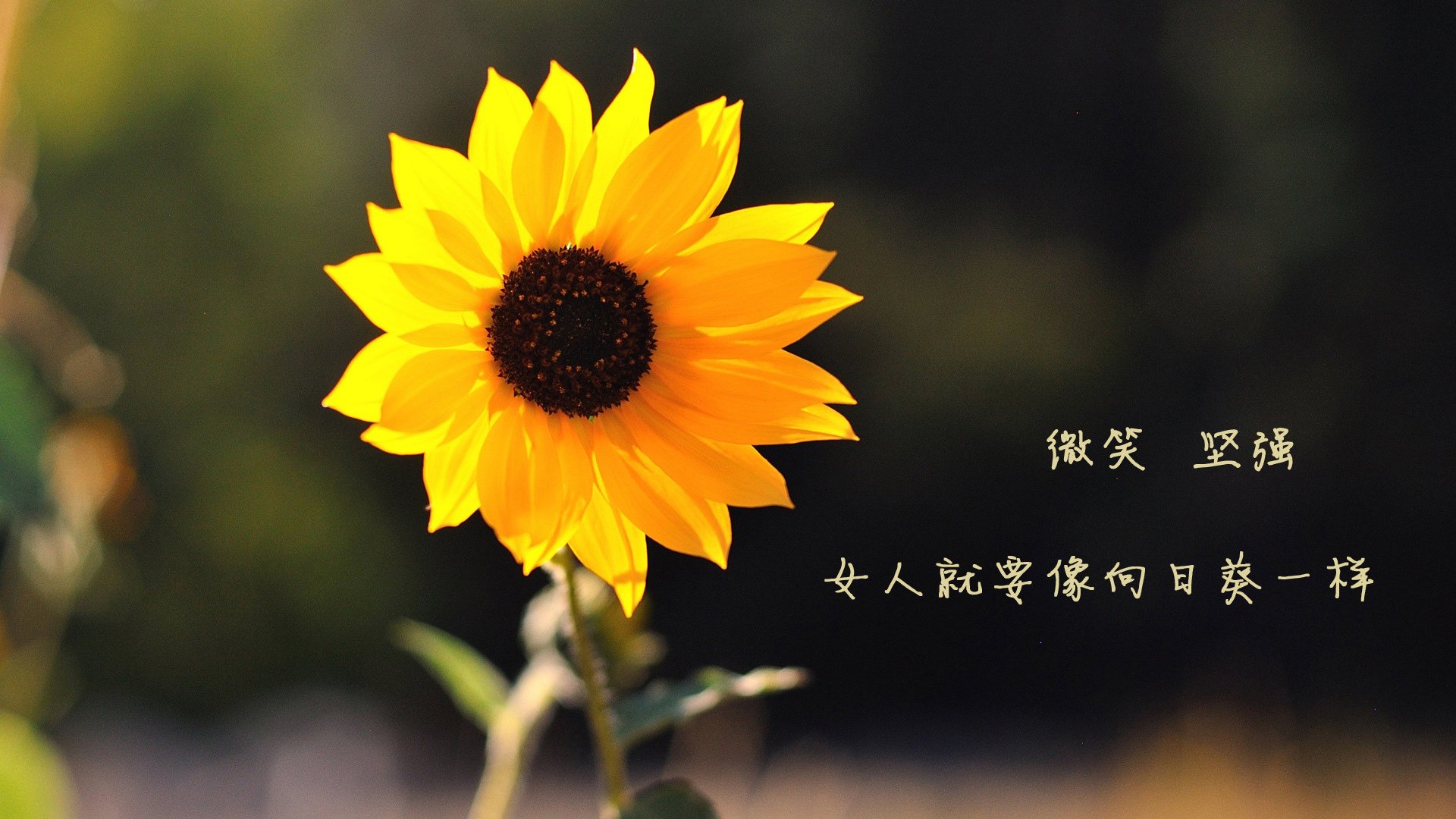 体育新闻中心团队协作亮点,体育新闻中心团队协作亮点怎么写