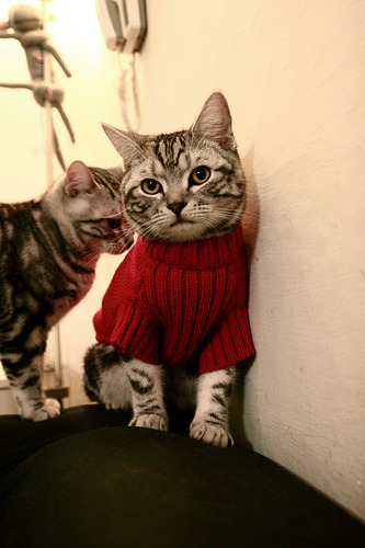 保利娜·普费夫10米跳台决赛夺冠有望