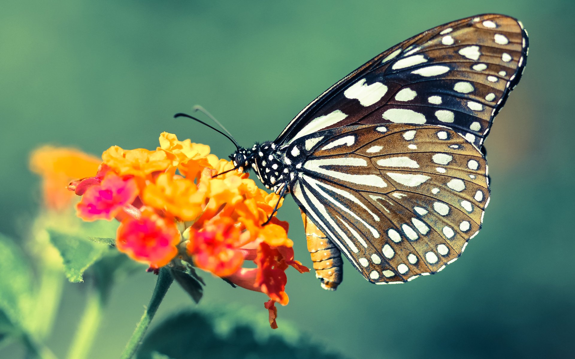 乐鱼体育网址-塔图姆强调防守转换速度要更快更准，塔图姆打法特点