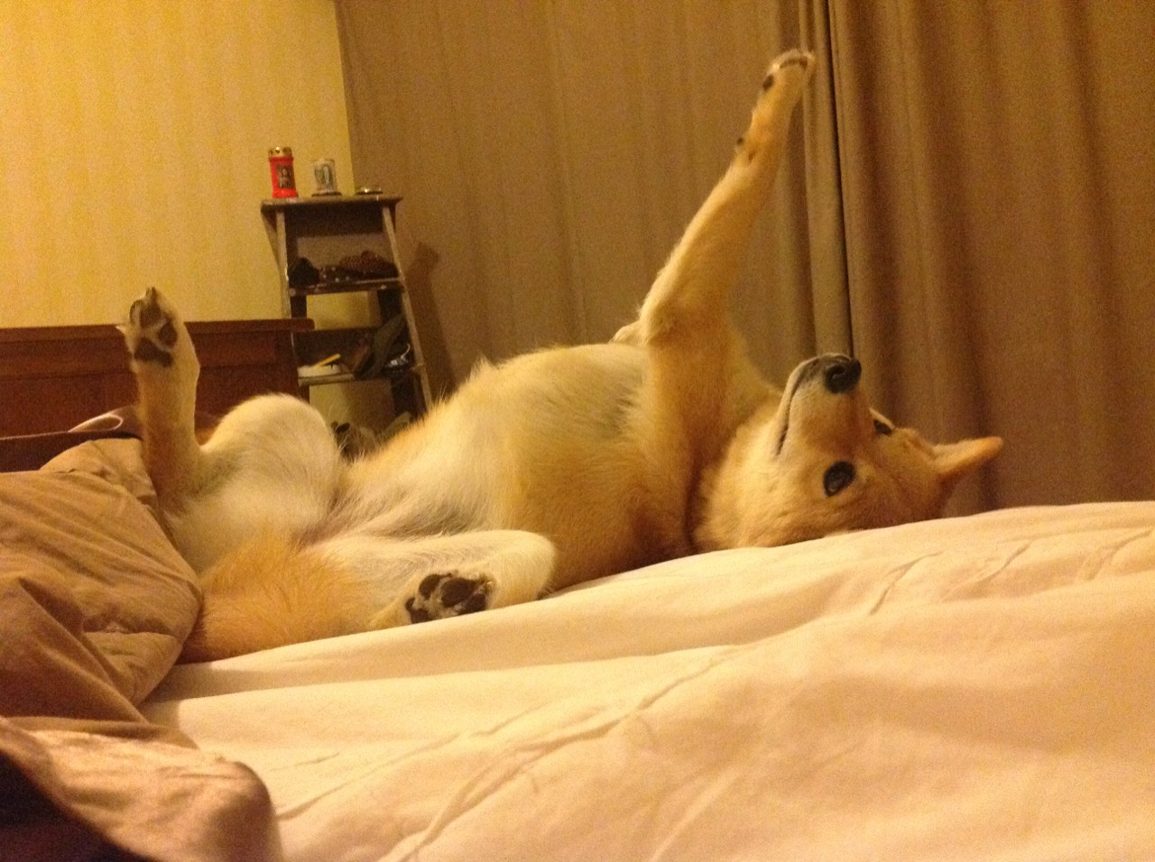 乐鱼体育app在线登录-女子4×200米自由泳接力澳大利亚展现团队精神，女子4×100米自由泳接力决赛